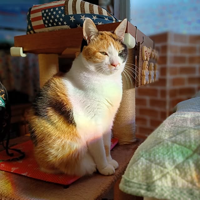 nanaさんの部屋
