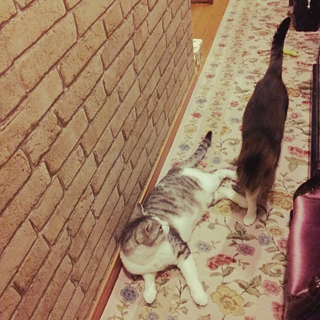 emmyyさんの実例写真