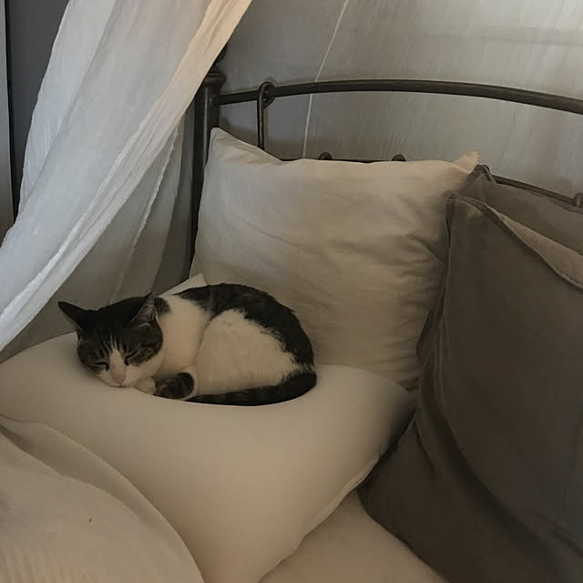 Shihoさんの実例写真