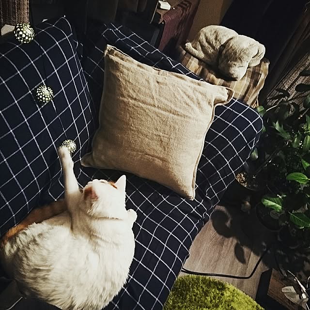 Kazukiさんの実例写真