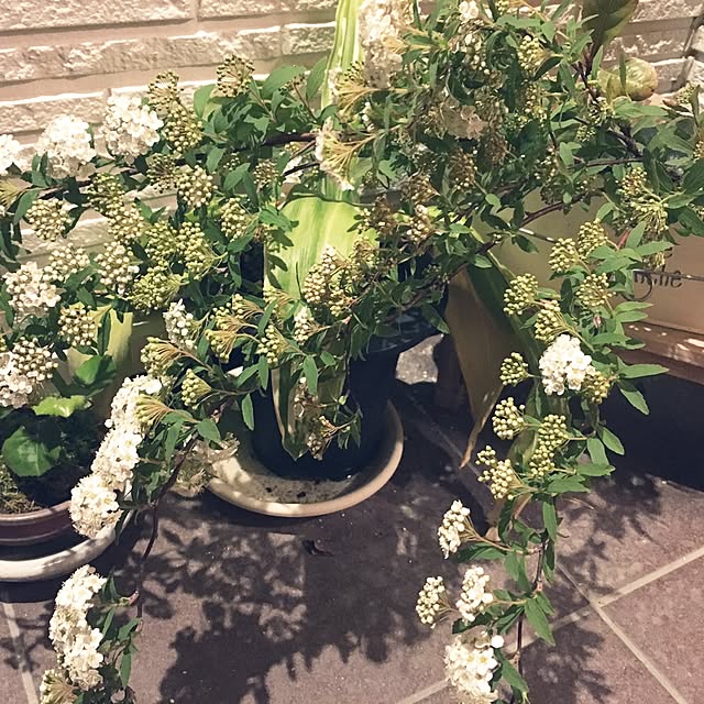 ikueさんの実例写真