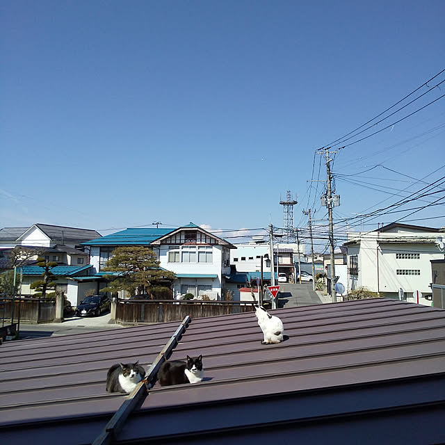 knc3さんの実例写真
