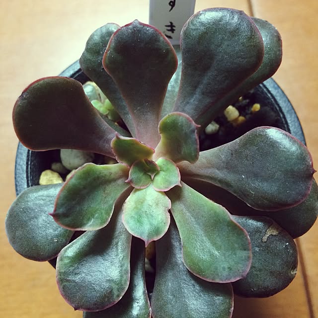 love.さんの実例写真