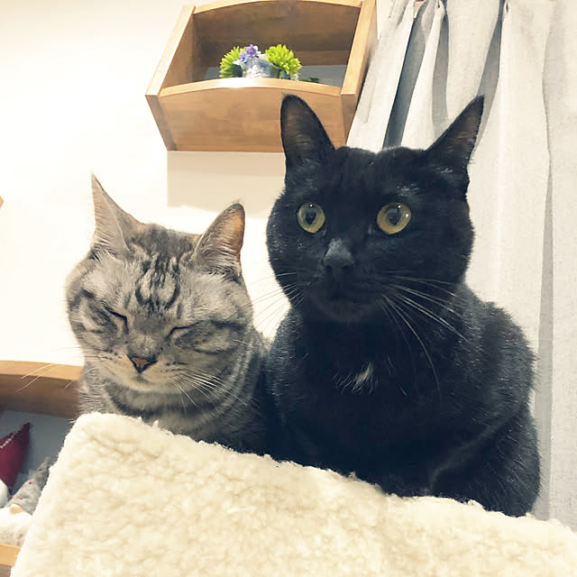 syrnuu946さんの実例写真