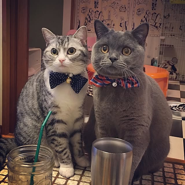 Shojiさんの実例写真