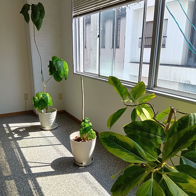 mikeさんの実例写真