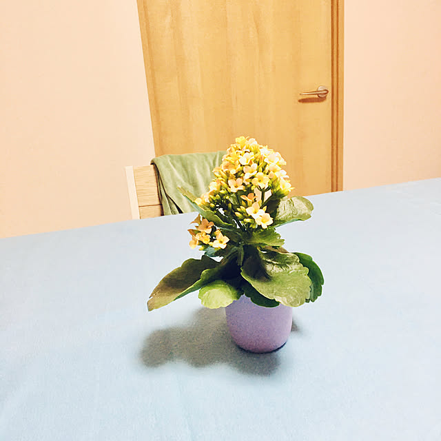 pipiさんの実例写真
