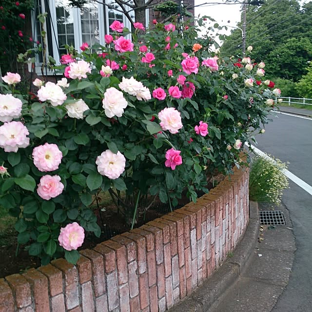 urchinさんの実例写真