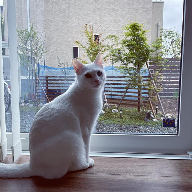 jijicoさんの実例写真