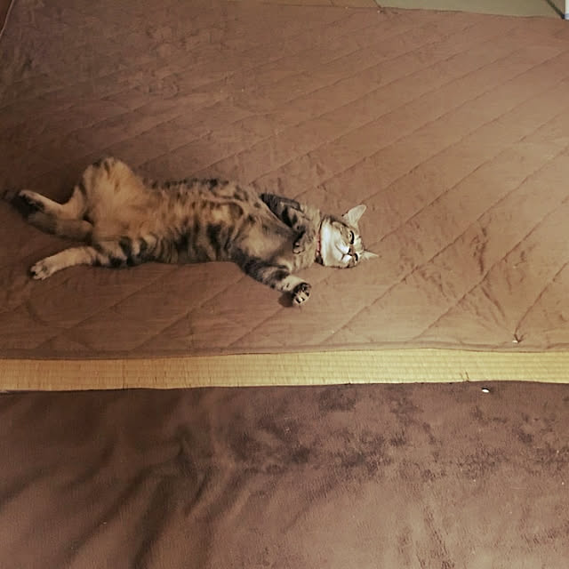 nontenrunさんの実例写真