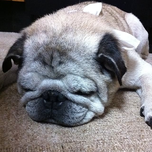 pug.fukuさんの実例写真