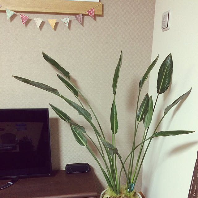 nacchi4さんの実例写真