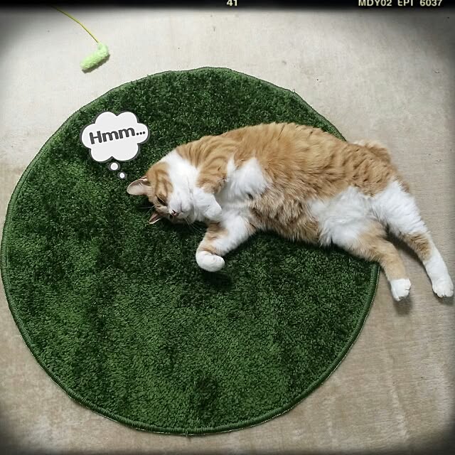 fmkiwi76さんの実例写真