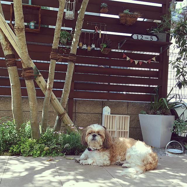 ululuさんの実例写真