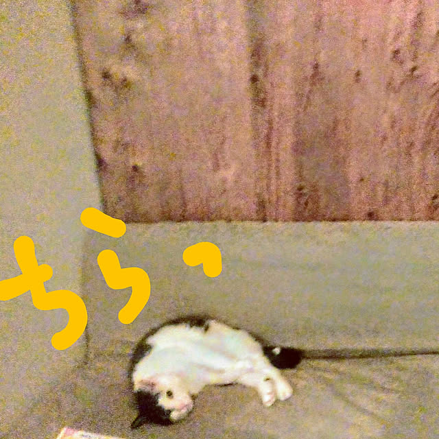 catloveさんの実例写真