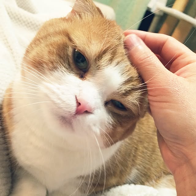 chirurunさんの実例写真