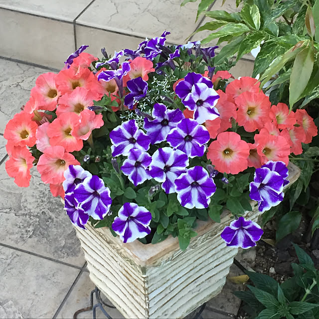 yukarin-gardenさんの実例写真