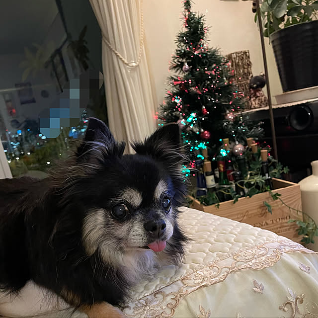 molpieさんの実例写真
