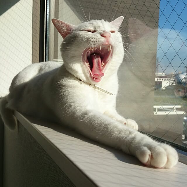 kikinanaさんの実例写真