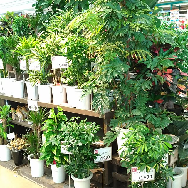 alohakaorenさんの実例写真