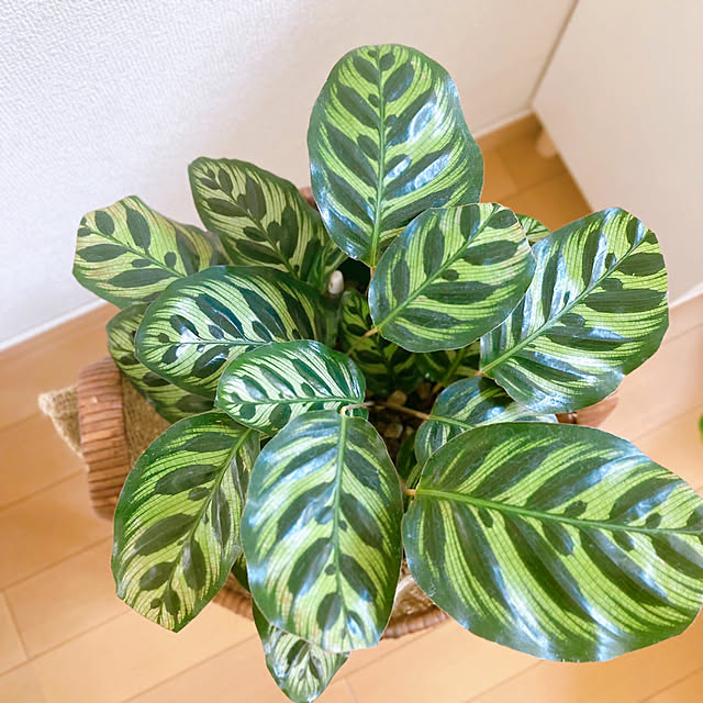 sunabaさんの部屋
