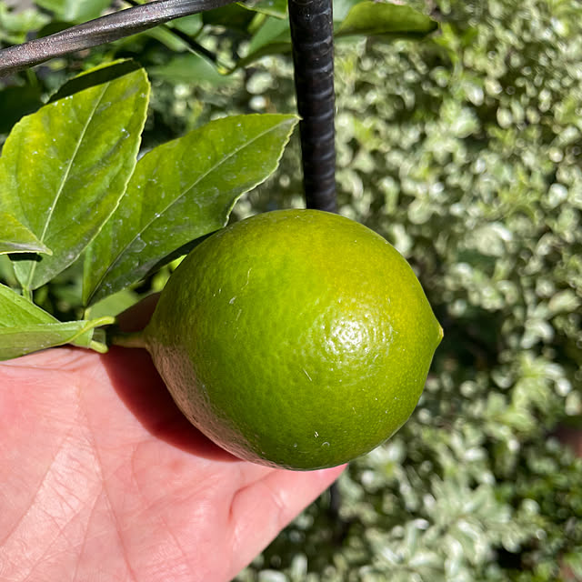 ronronさんの実例写真