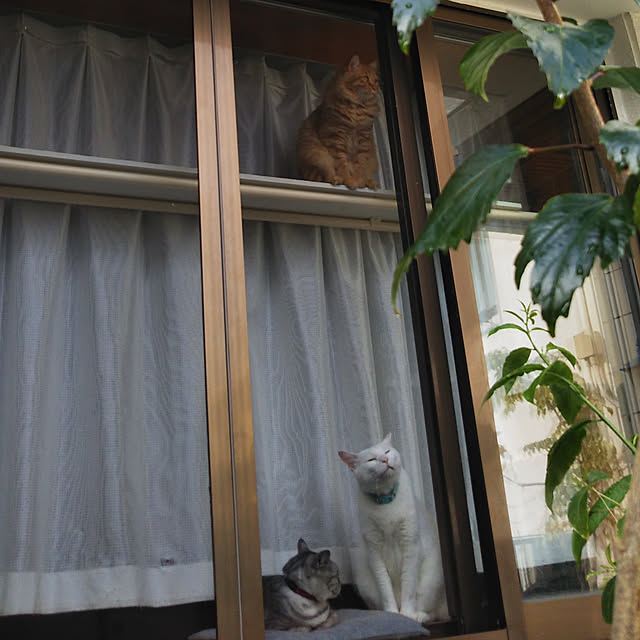 gabさんの実例写真