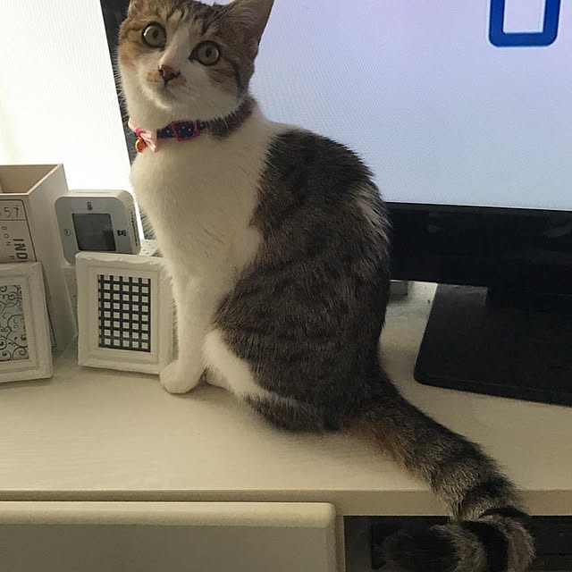 mya___kさんの実例写真