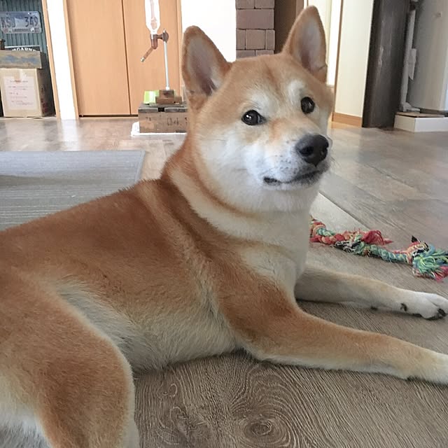 diez_taraさんの実例写真