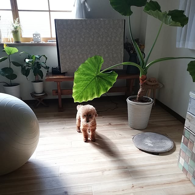 santamamaさんの実例写真