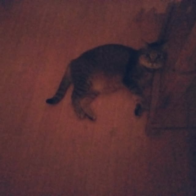 catloveさんの実例写真