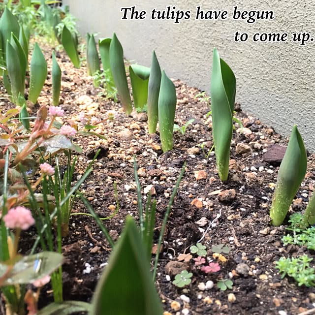 MAKIさんの実例写真