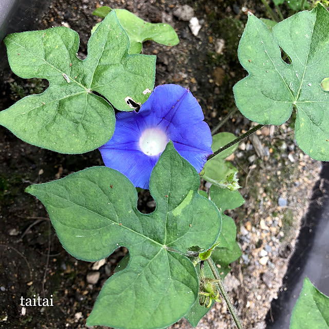 taitaiさんの実例写真