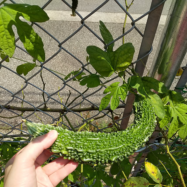 ponhanaさんの実例写真