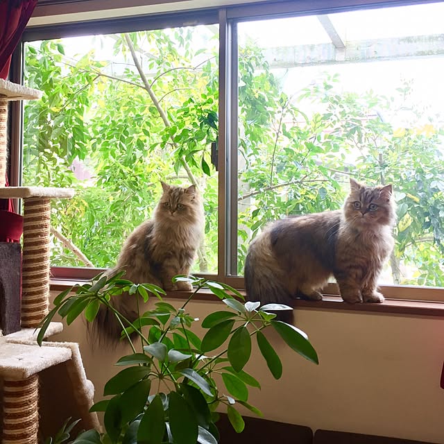 butachanさんの実例写真