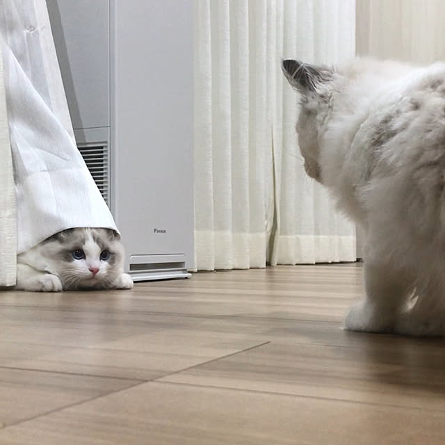 mizukiさんの実例写真