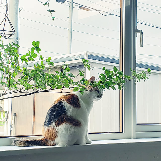 megu.catさんの実例写真