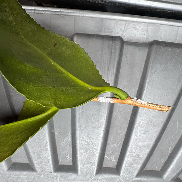 mamizaさんの部屋