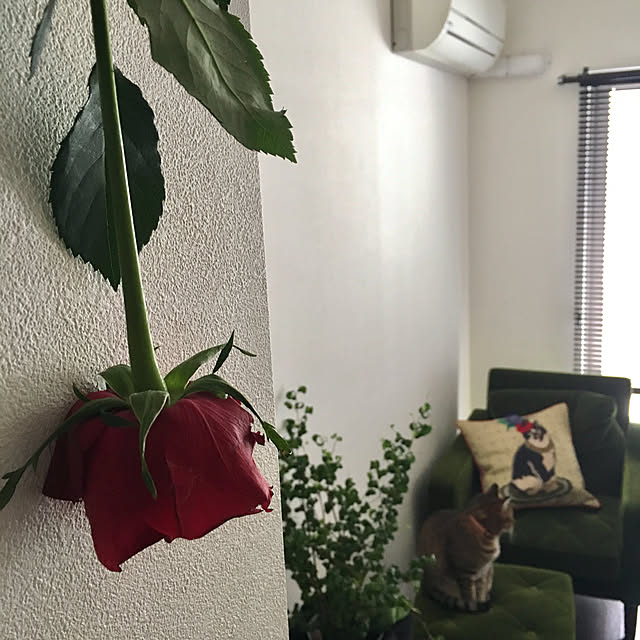 tokotokoさんの実例写真