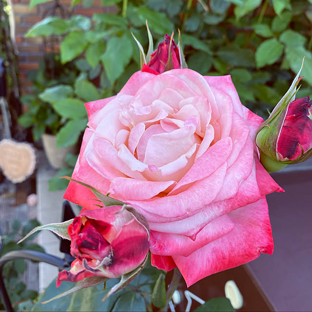 RoseLife5818さんの実例写真