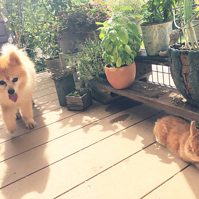 Wanwanさんの実例写真