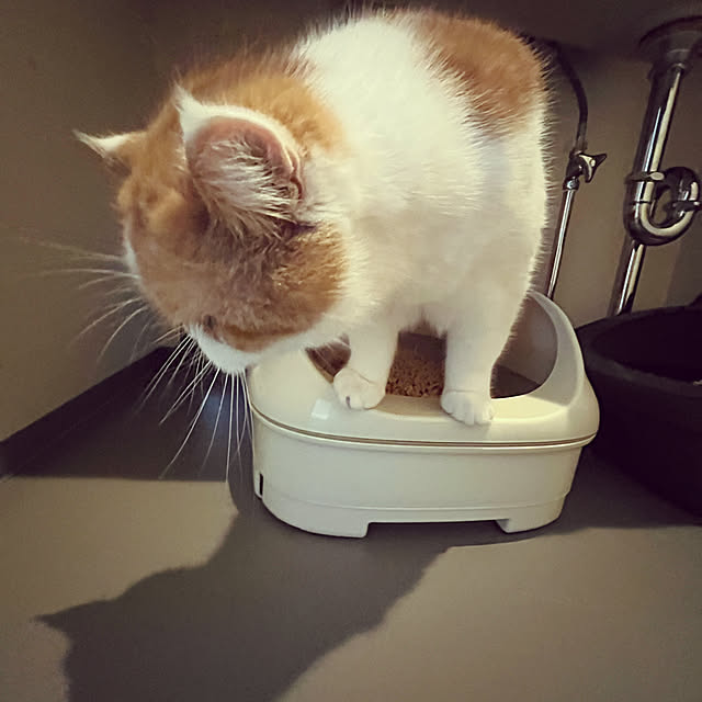 chocoさんの部屋
