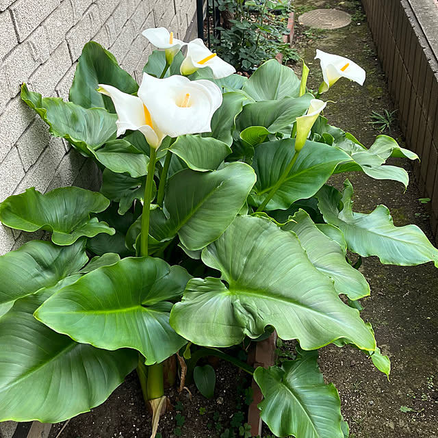 botanさんの部屋