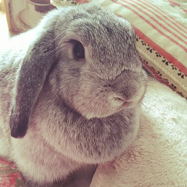 mogu0418さんの実例写真