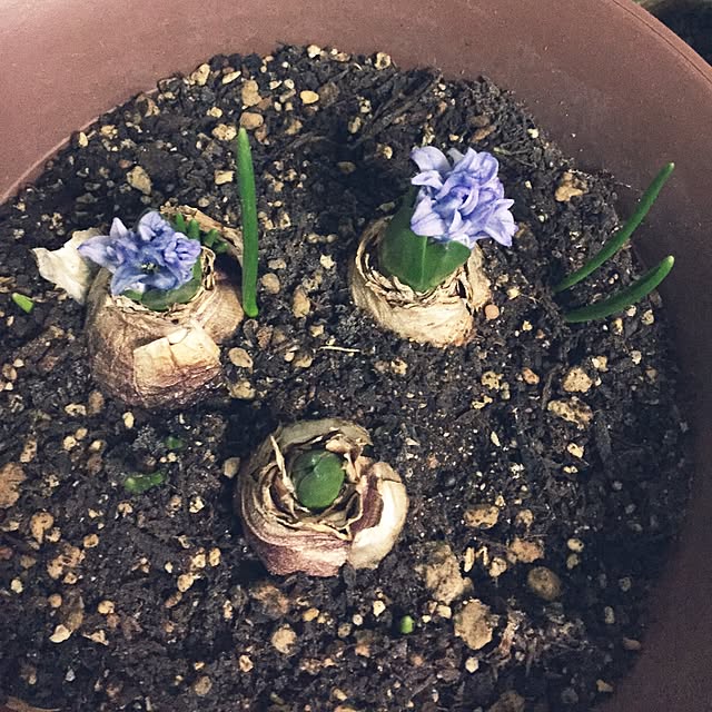 dandelionさんの実例写真