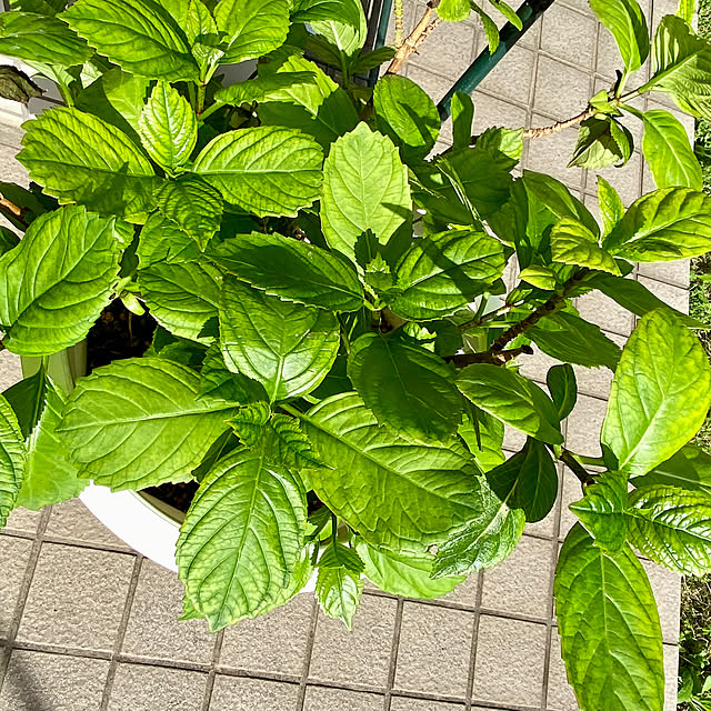 YuuKoさんの実例写真