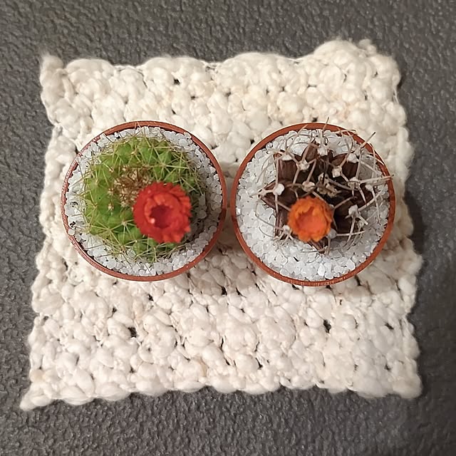 部屋全体/花のある暮らし/タナクリーム/インスタ→view.s_style/タナクリームの壁...などのインテリア実例 - 2026-03-06 18:43:20