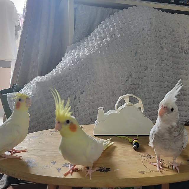 ANTENNAさんの実例写真