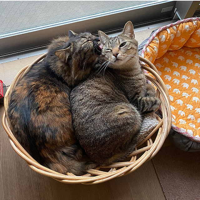 mikomaruさんの実例写真