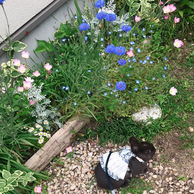 portulacaさんの実例写真